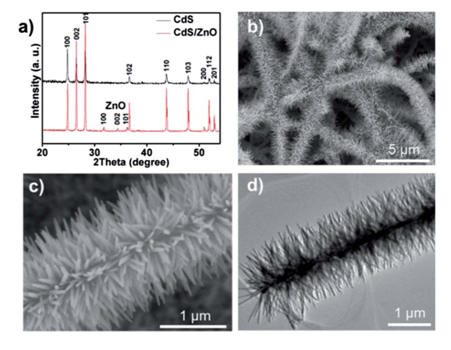 圖1：（a）CdS納米帶與CdS/ZnO樹枝狀異質(zhì)結(jié)的XRD峰對(duì)比。（b）低倍數(shù)SEM下觀測到的CdS/ZnO樹枝狀異質(zhì)結(jié)。（c）（d）分別對(duì)應(yīng)SEM和TEM下觀測到的CdS/ZnO樹枝狀異質(zhì)結(jié)。