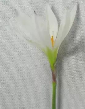 臺(tái)式掃描電鏡觀察樣品蔥蓮花圖 臺(tái)式掃描電鏡觀察樣品蔥蓮花圖