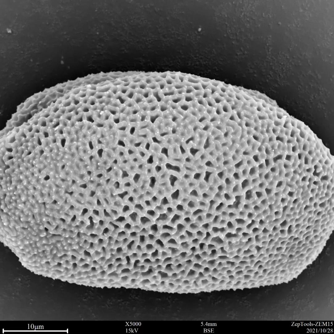 臺(tái)式掃描電鏡5000倍下的蔥蓮花粉 臺(tái)式掃描電鏡5000倍下的蔥蓮花粉