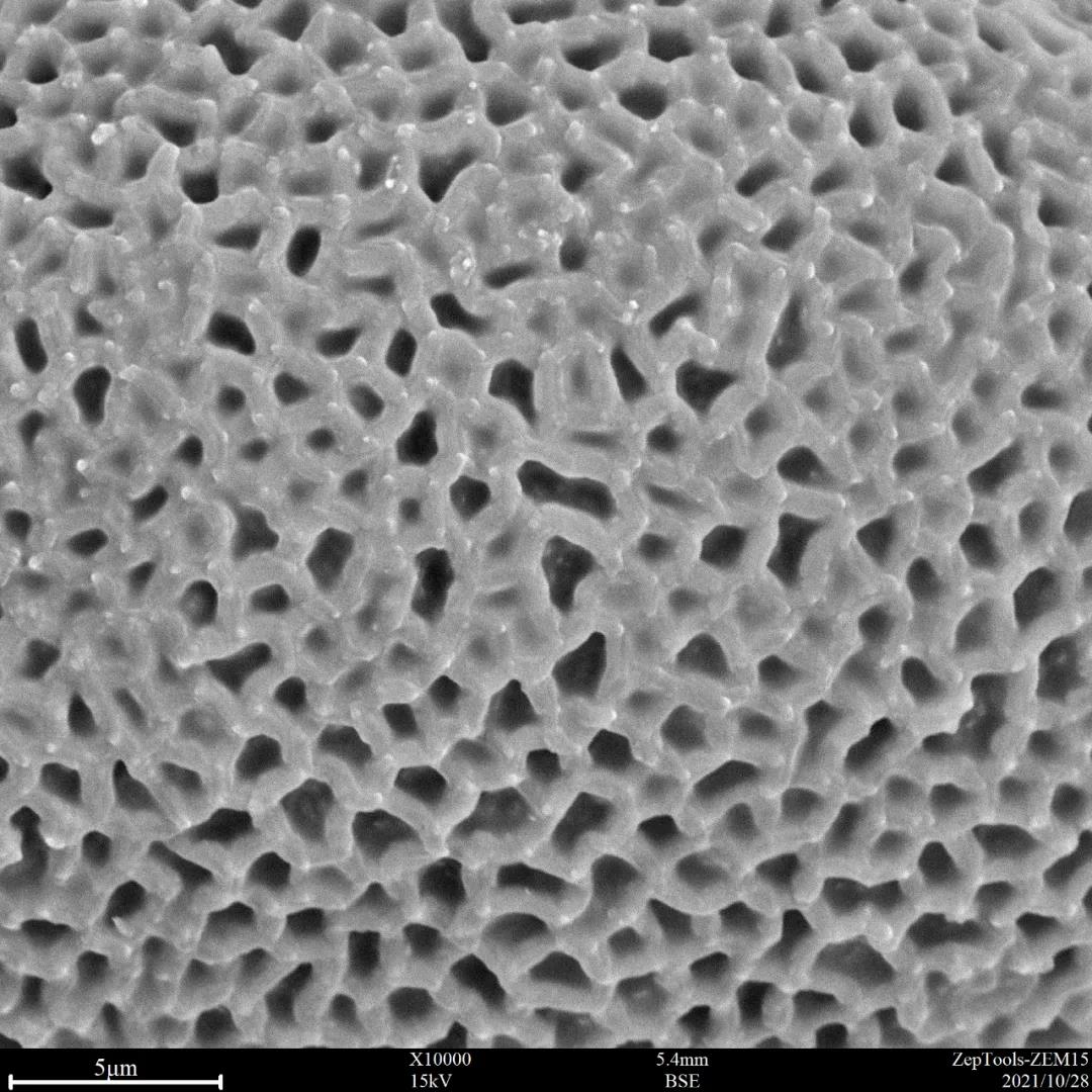 臺(tái)式掃描電鏡10000倍下的蔥蓮花粉 臺(tái)式掃描電鏡10000倍下的蔥蓮花粉