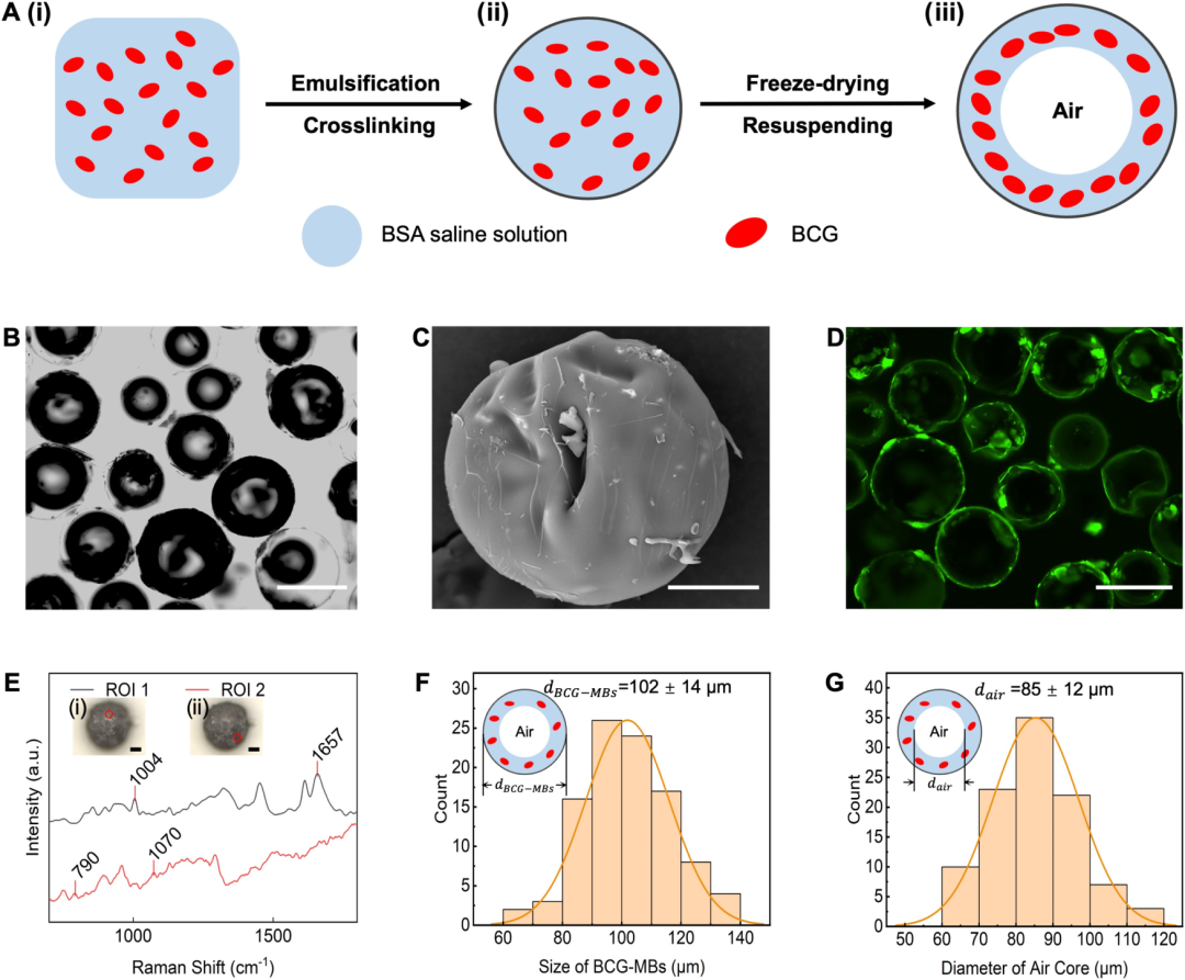 臺(tái)式掃描電鏡 臺(tái)式掃描電鏡