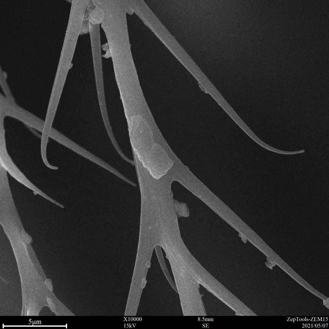 掃描電鏡觀察蜜蜂毛的特寫 掃描電鏡觀察蜜蜂毛的特寫