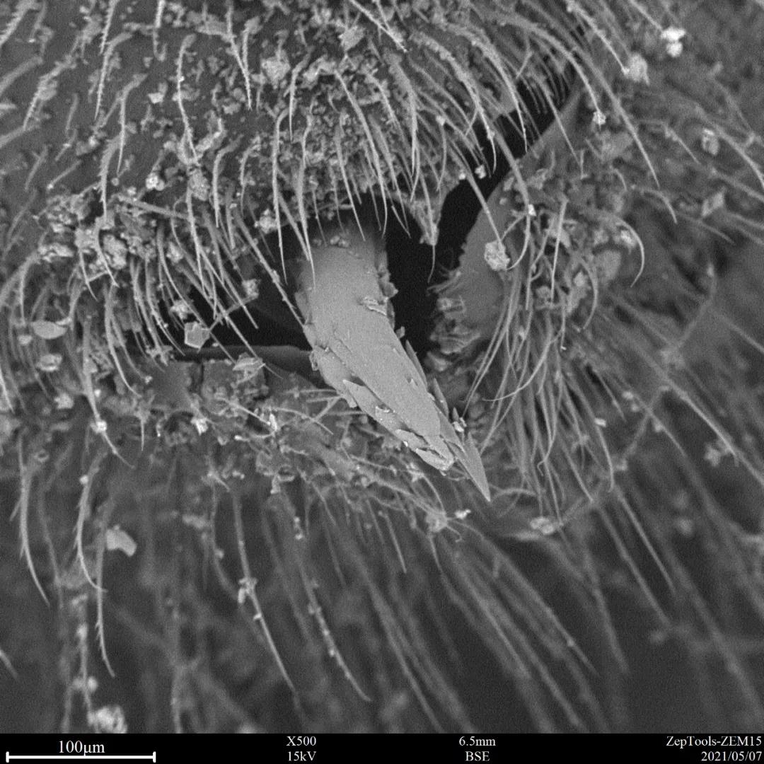 掃描電鏡觀察蜂針500X 掃描電鏡觀察蜂針500X