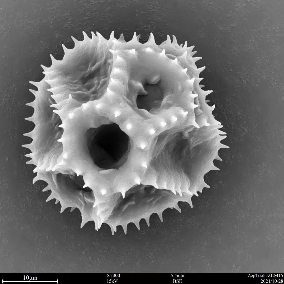 臺(tái)式掃描電鏡5000倍下翅果菊花粉 臺(tái)式掃描電鏡5000倍下翅果菊花粉